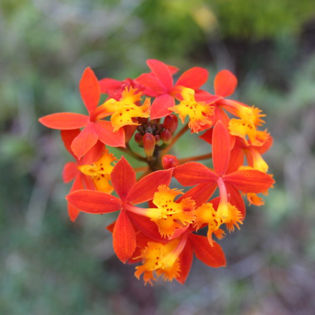 Epidendrum Radicuns